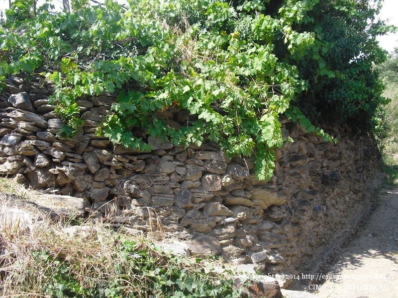CIMG2139.JPG