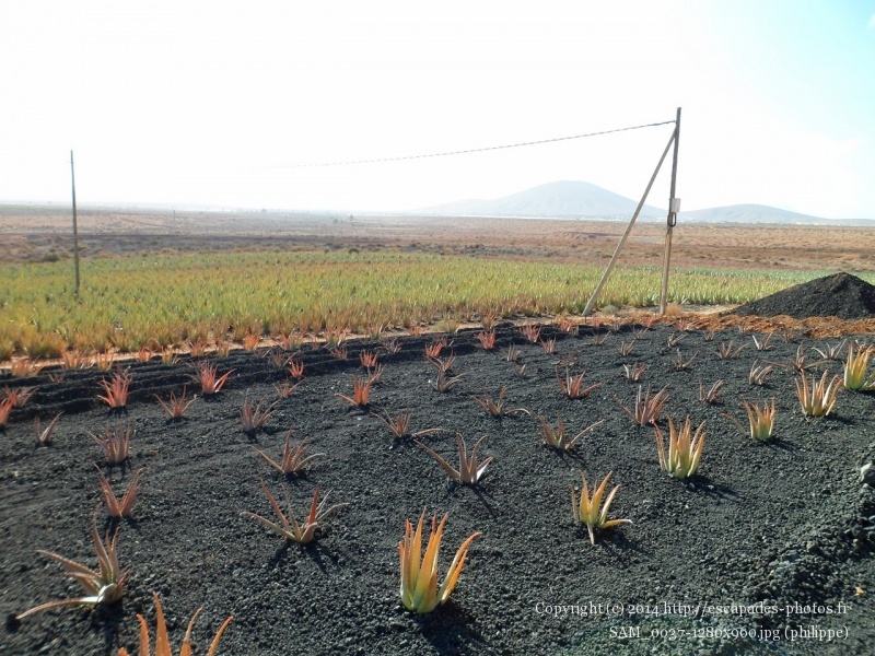 SAM_0037 (1280x960).jpg