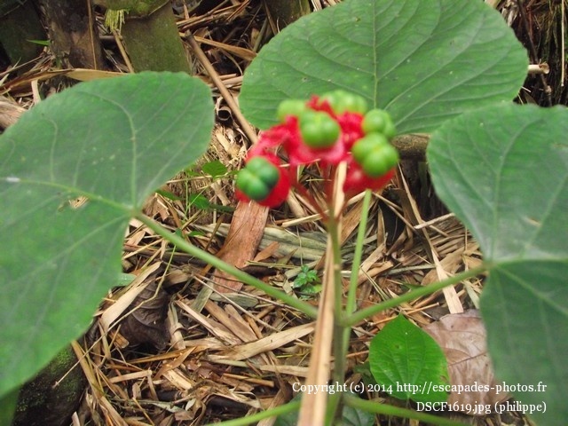 DSCF1619.jpg